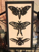 Load image into Gallery viewer, Dark Creature Collection, Moth Specimen Replica Display
